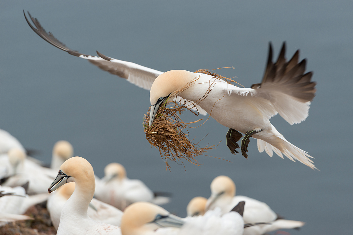 Helgoland