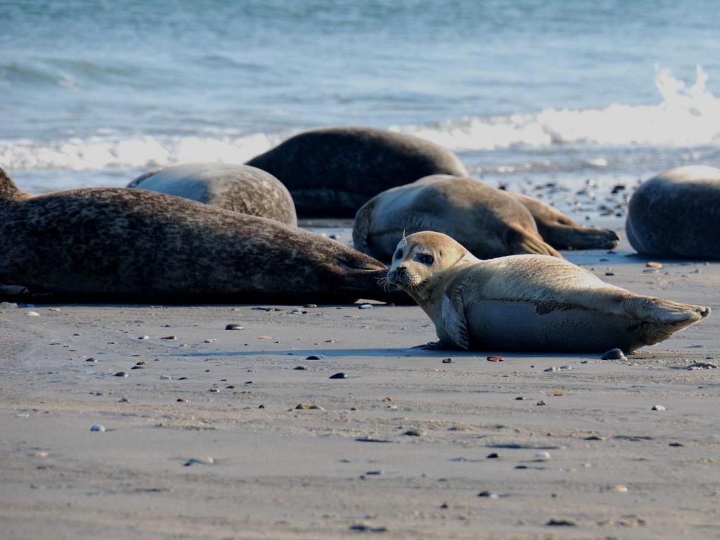 Helgoland