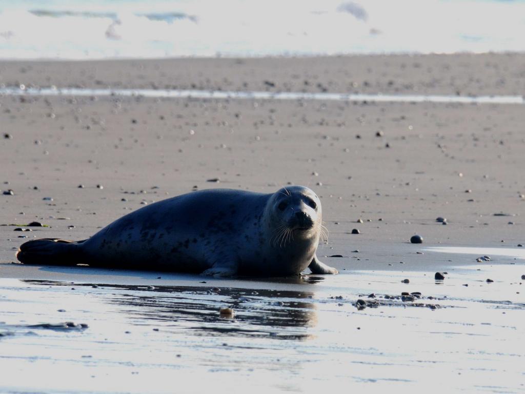 Helgoland
