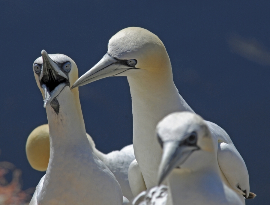 helgoland_basstoelpel.jpg
