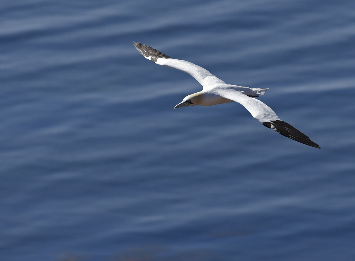 helgoland_basstoelpel_3.jpg