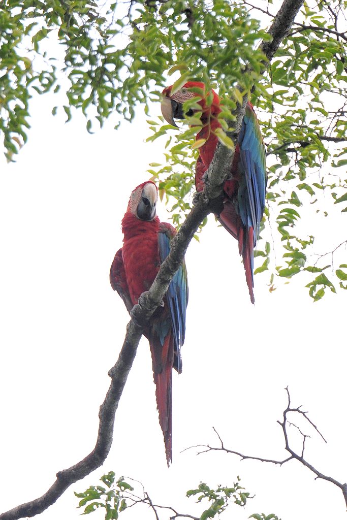 Hellroter Ara (Scarlet Macaw)
an der Hauptstrasse durch den Iwokrama Rainforest
1322 h