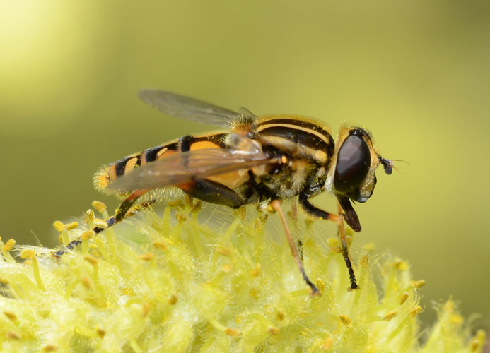 Helophilus pendulus ist eine häufige Schwebfliege, die gerne im Frühjahr auf Weiden Pollen frisst.