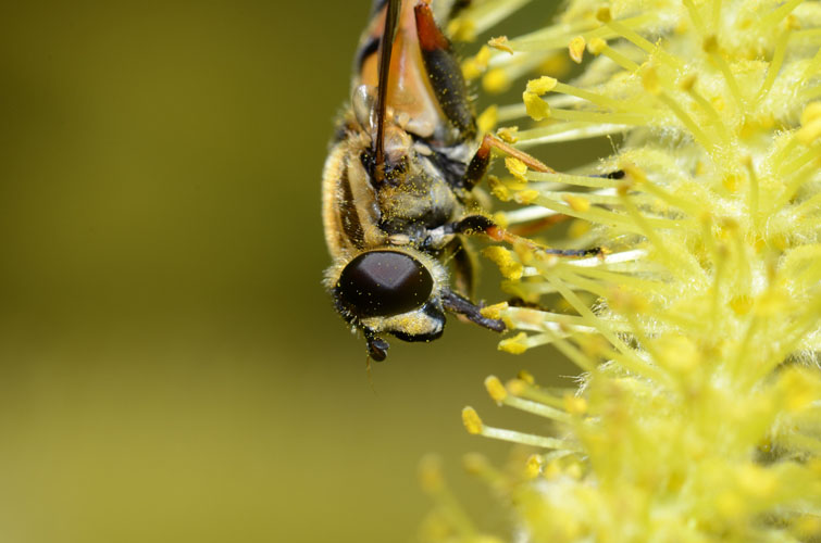 Helophilus pendulus ist eine häufige Schwebfliege, die gerne im Frühjahr auf Weiden Pollen frisst.
