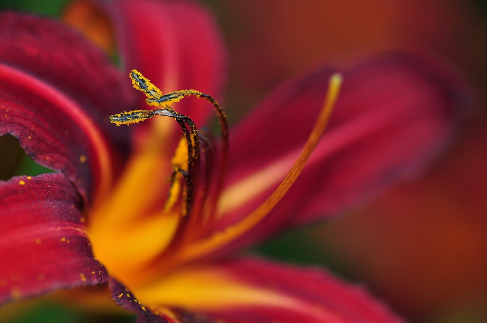 hemerocallis feuer 01