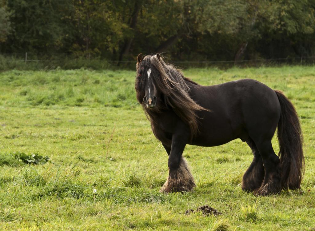 Hengst