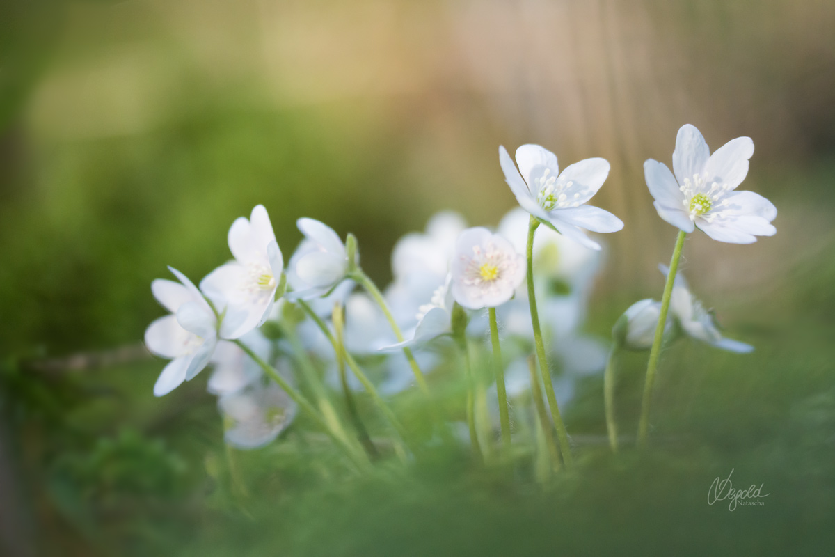 Hepatica nobilis