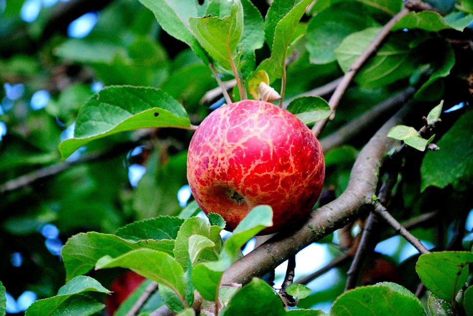 Herbst 016   Kopie