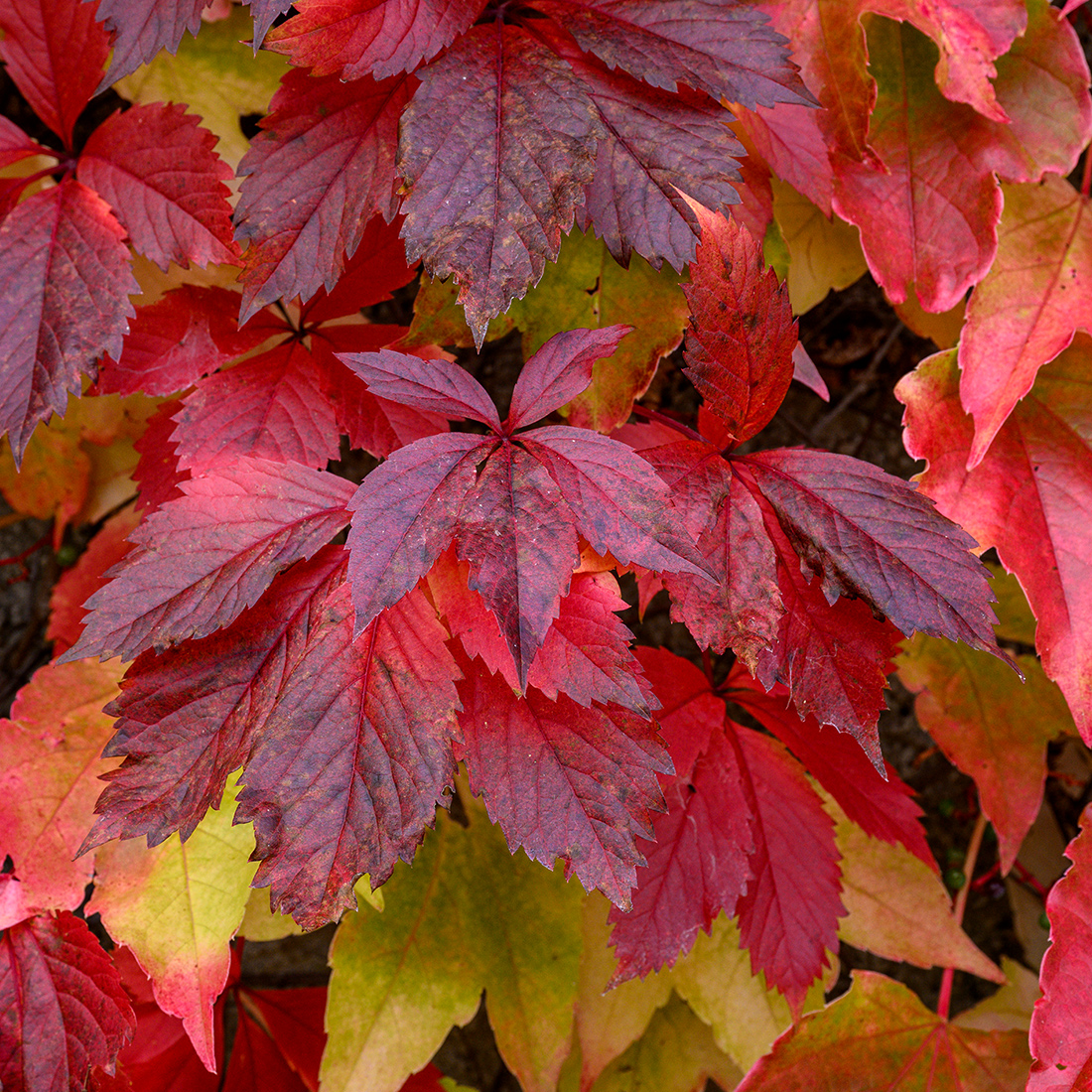 Herbst-02.jpg