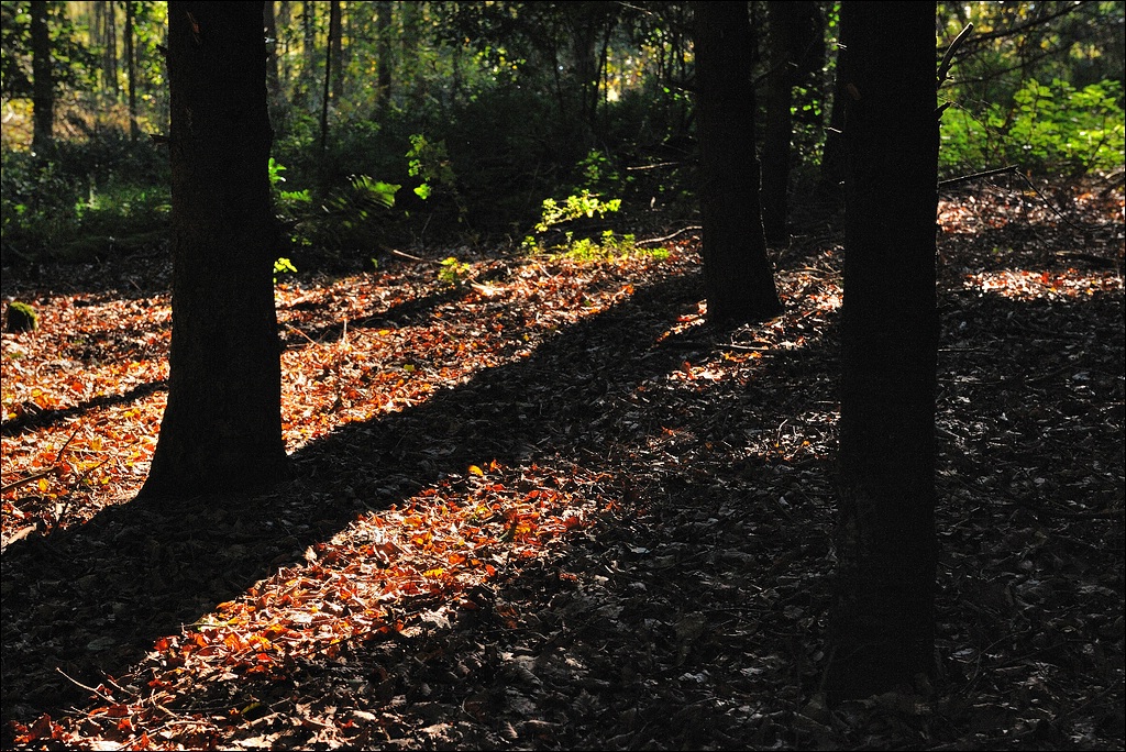 Herbst 10 / 2010
