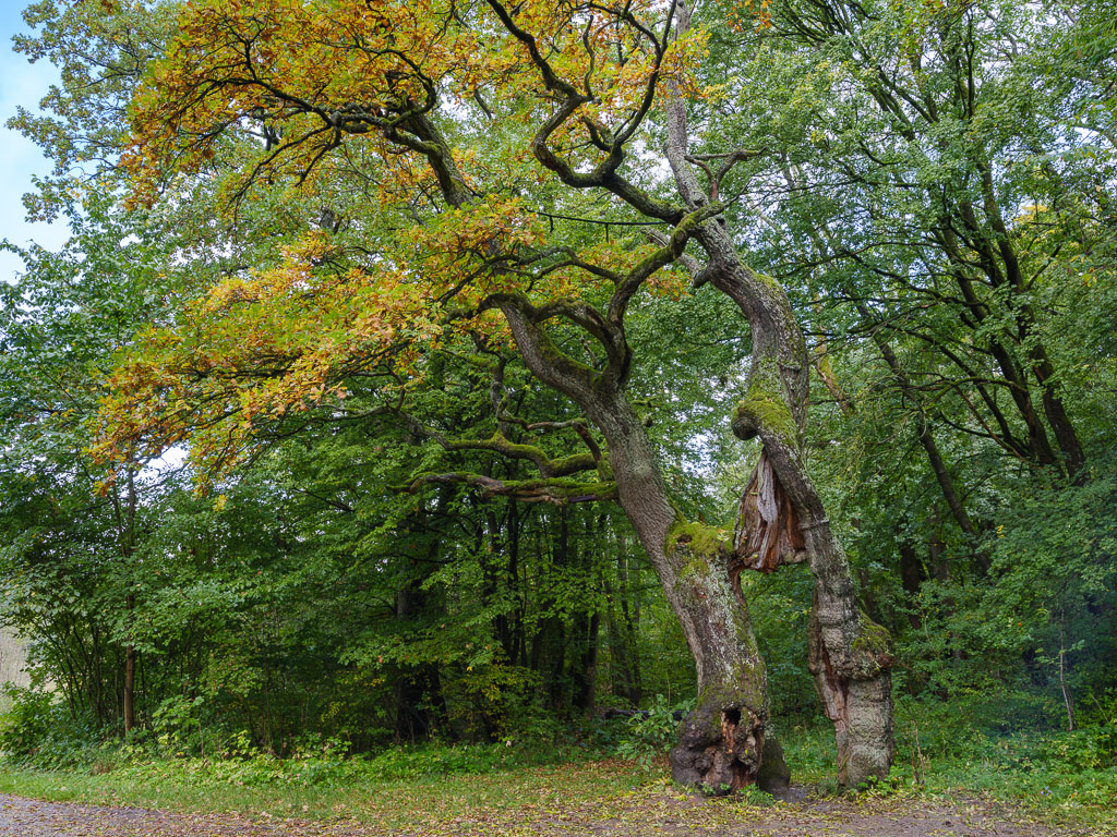 Herbst (2 von 3)