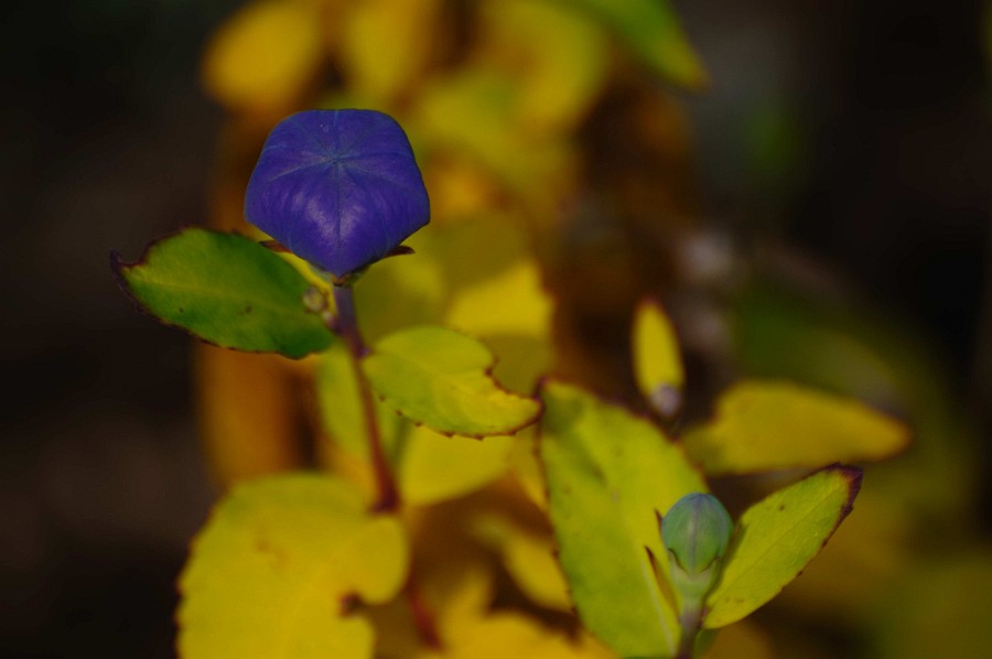 Herbst 2009 1