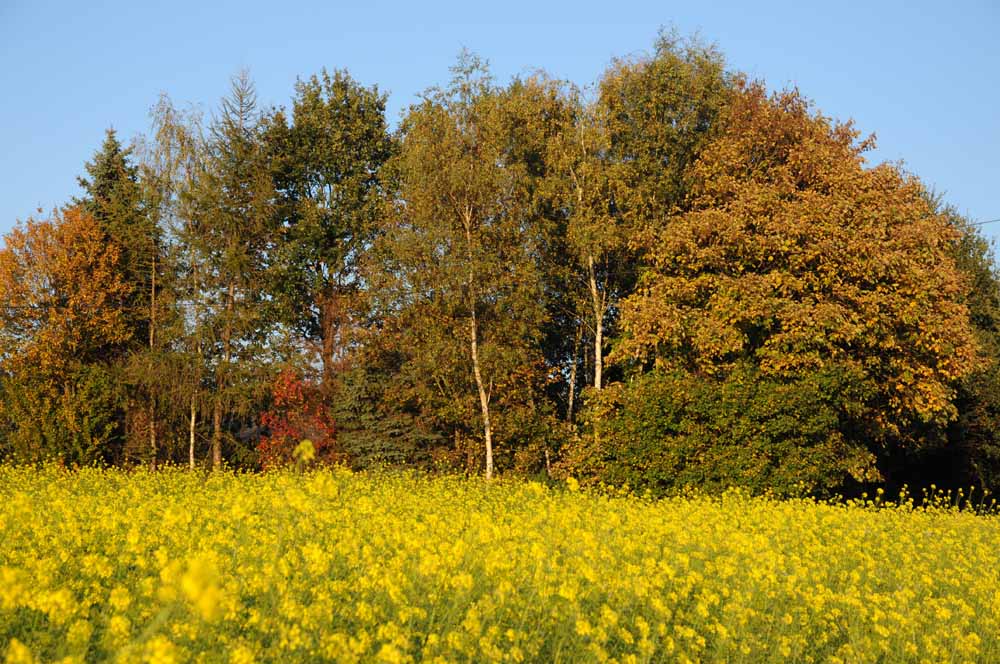 Herbst  /  2009 10 13 17 55 25 1