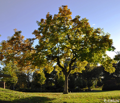 Herbst 2010 04 n.icon