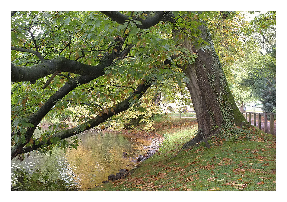 Herbst 2011 Rombergpark 12