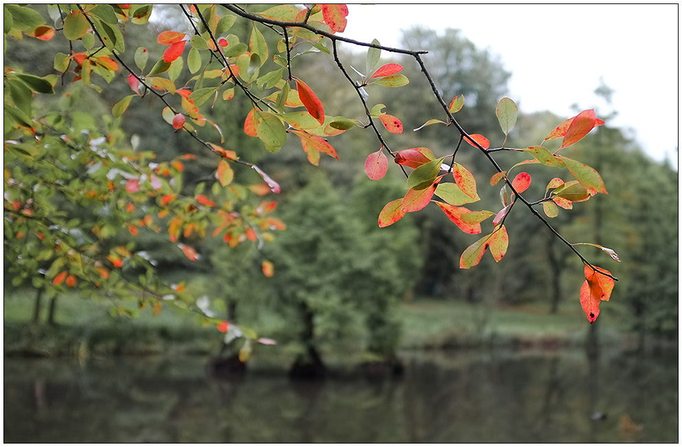 Herbst 2011 Rombergpark 13