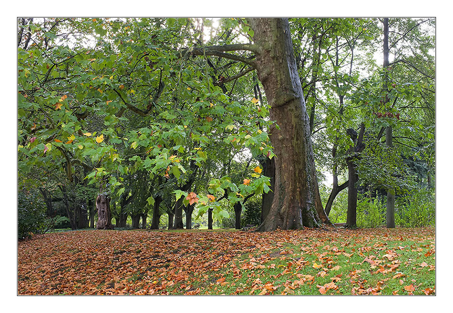 Herbst 2011 Rombergpark 3