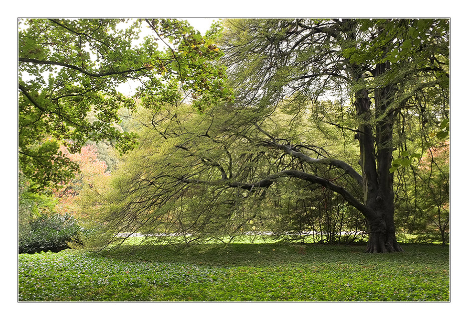 Herbst 2011 Rombergpark 4