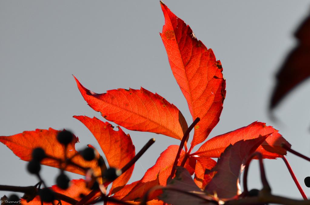 Herbst 2011
