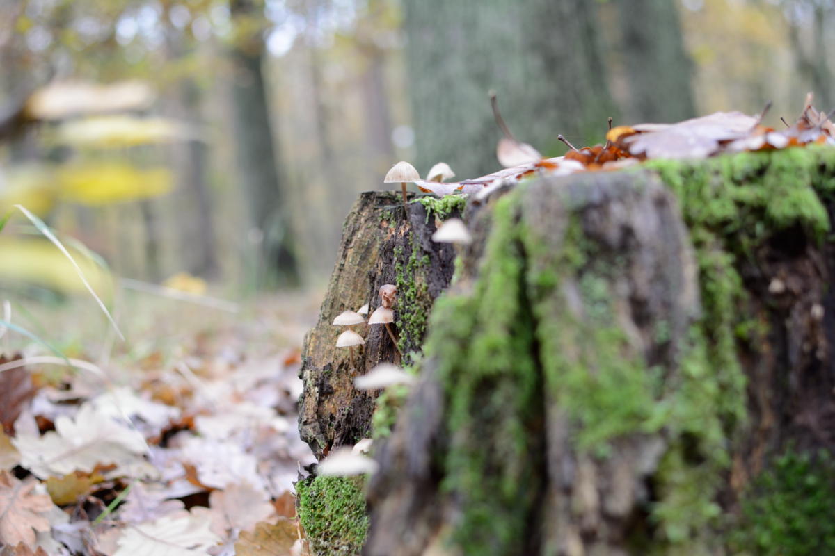 Herbst 2016