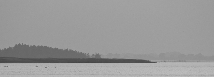 herbst 2629 4