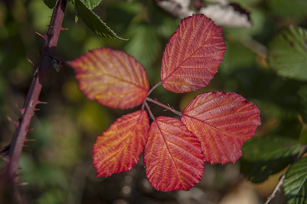 herbst 3
