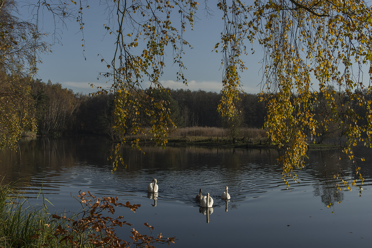 herbst 8