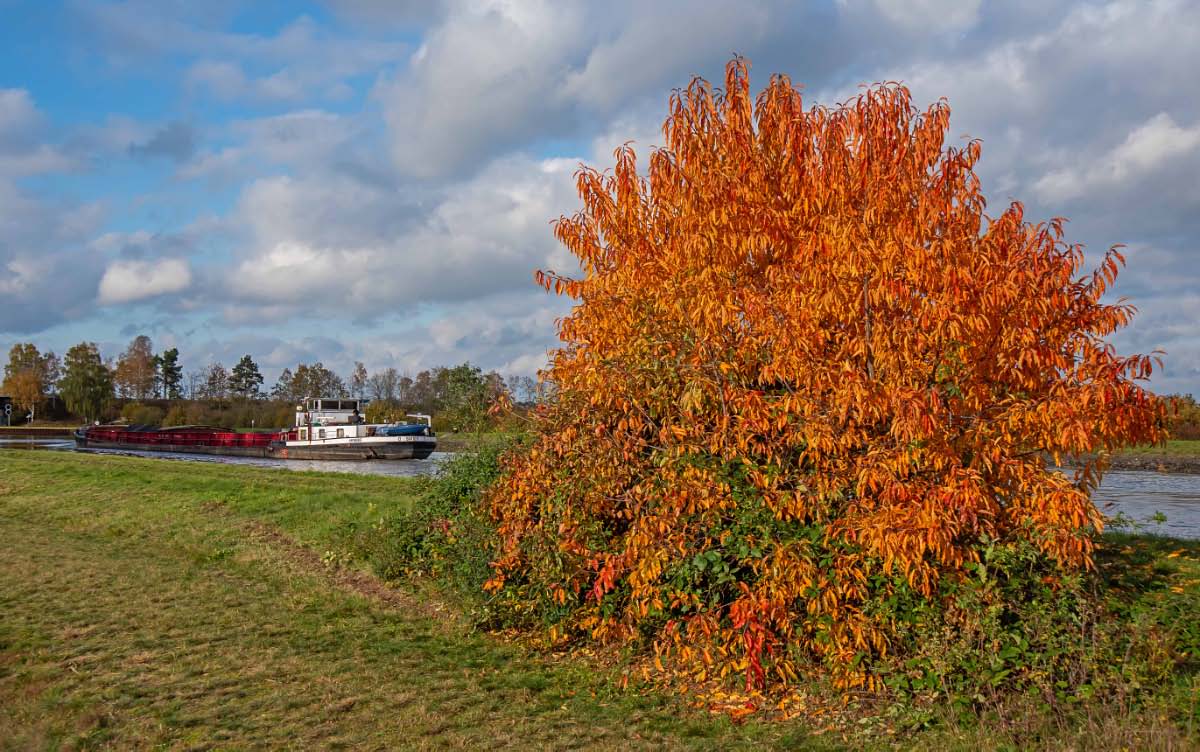 Herbst am ESK-1.jpg