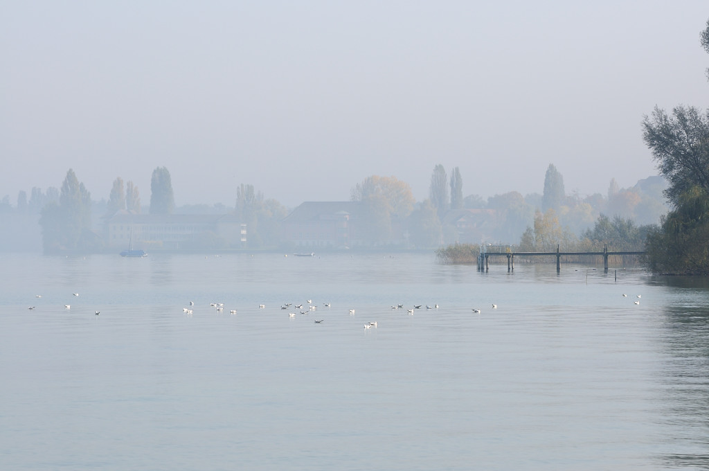 Herbst am Ufer bei Bottighofen
DSD 4790