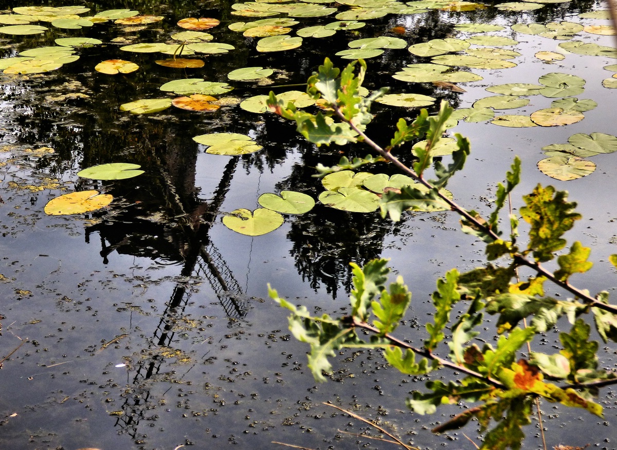 Herbst am Weiher.jpg