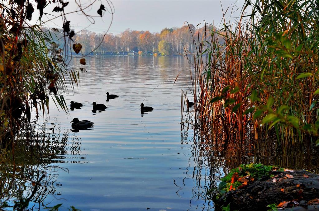 Herbst an der Havel (2)