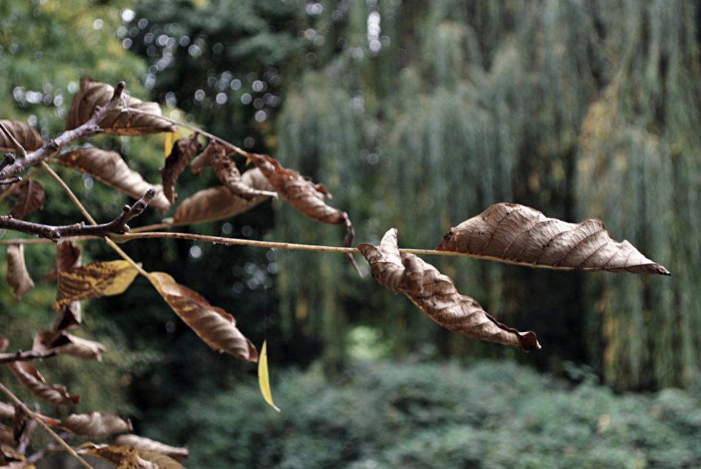 Herbst Blatt