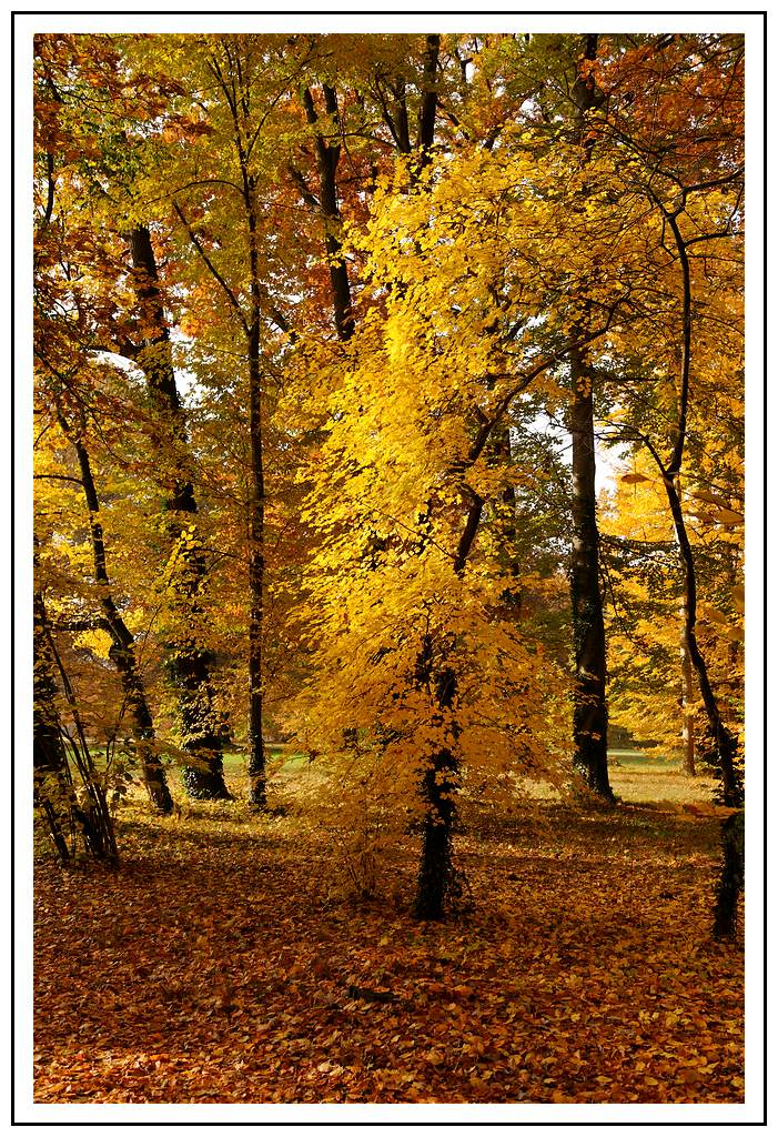 Herbst Branitzer Park
