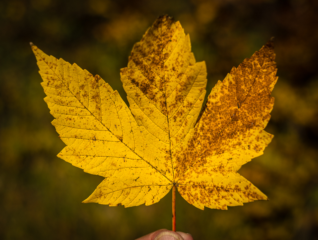 Herbst Hohenburg Blatt