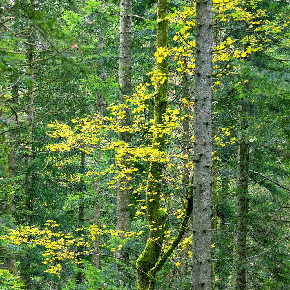 Herbst im Koppental