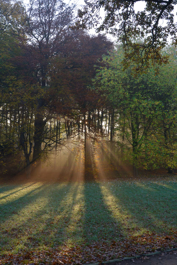 Herbst im Park