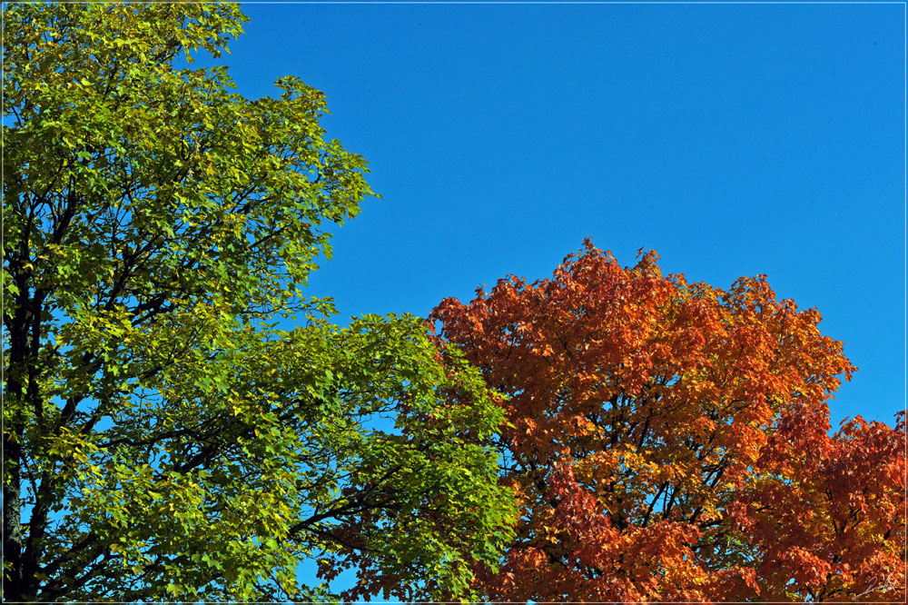 Herbst im Schwarzwald