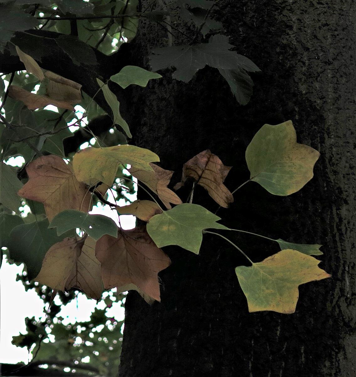 Herbst im Tulpenbaum.jpg