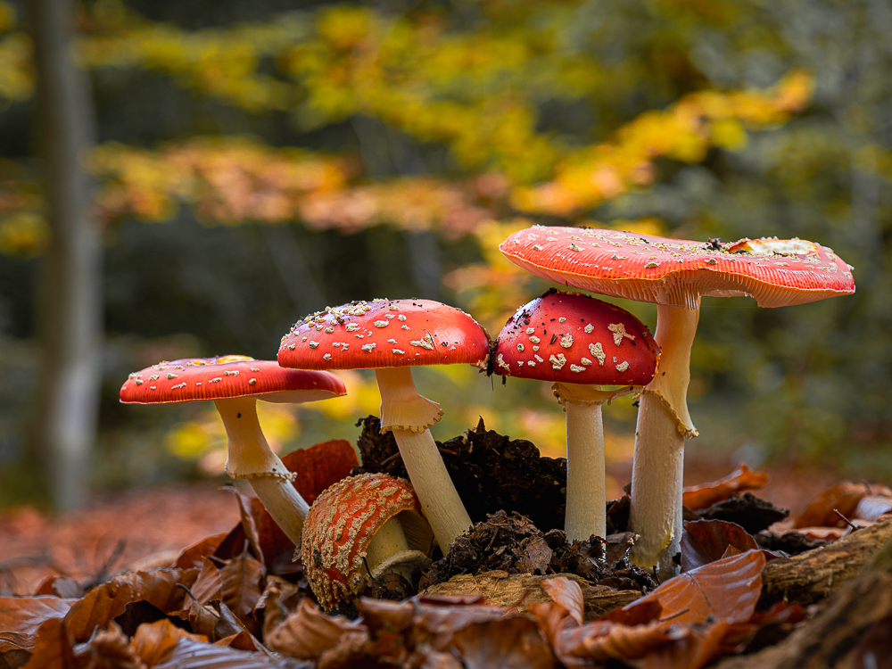 Herbst im Untertaunus.jpg