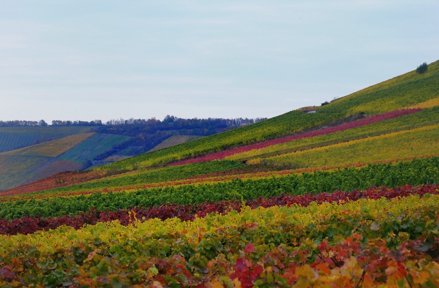 Herbst im Weinberg