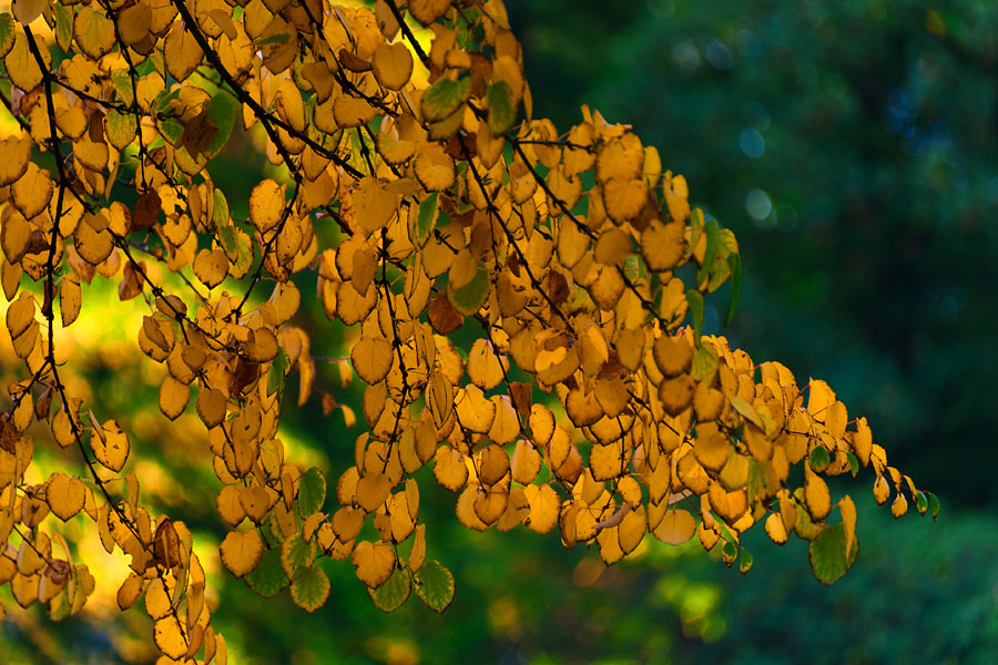 Herbst-Impression 01
