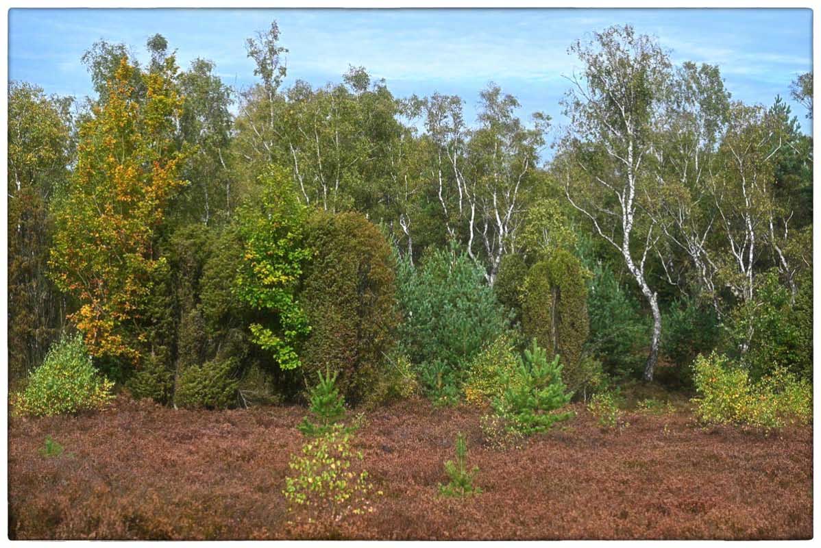 Herbst in der Heide_2.jpg