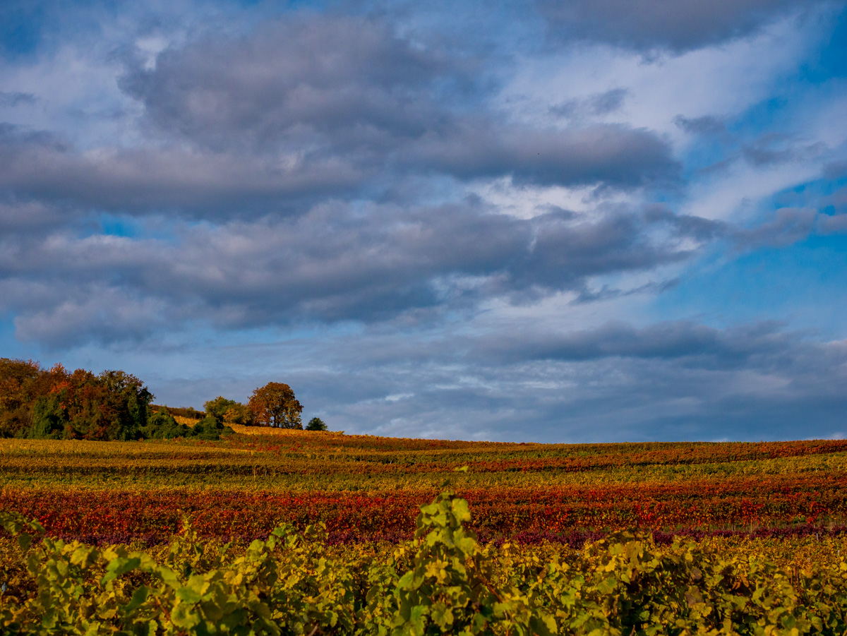 Herbst in Rheinhessen