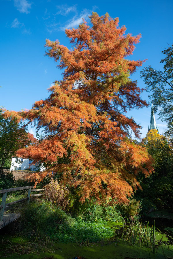 Herbst in Wieren 2.jpg