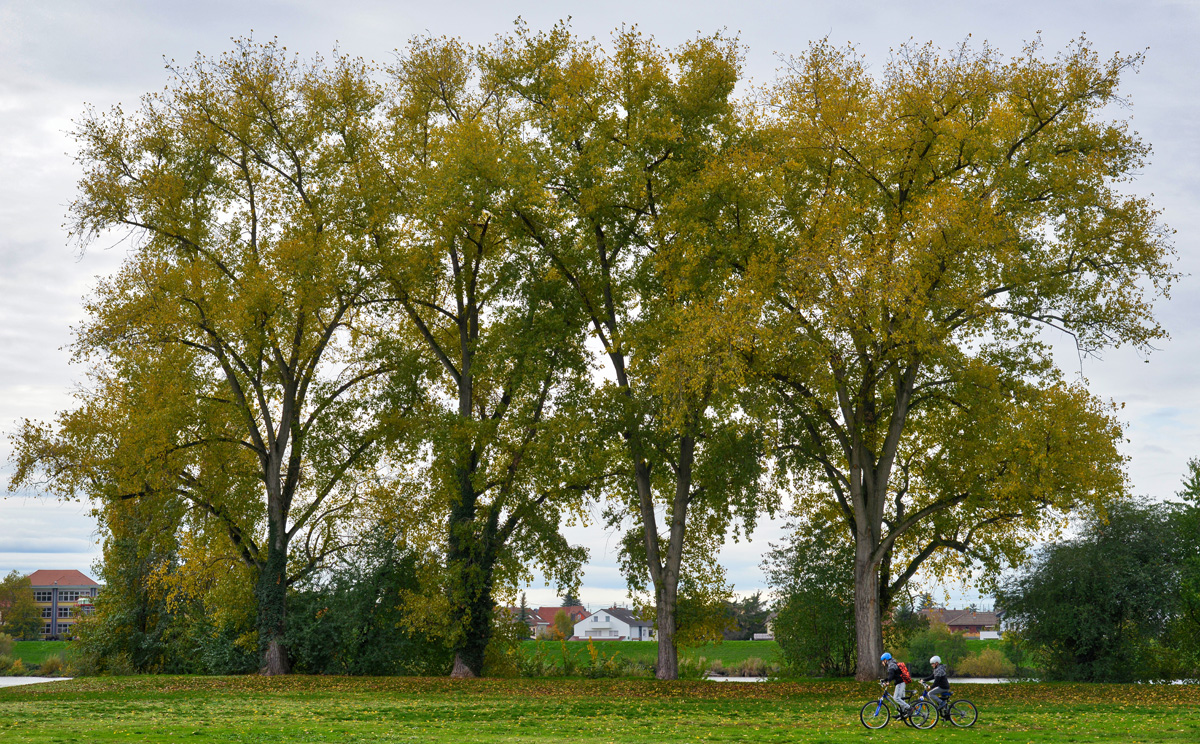 herbst.jpg