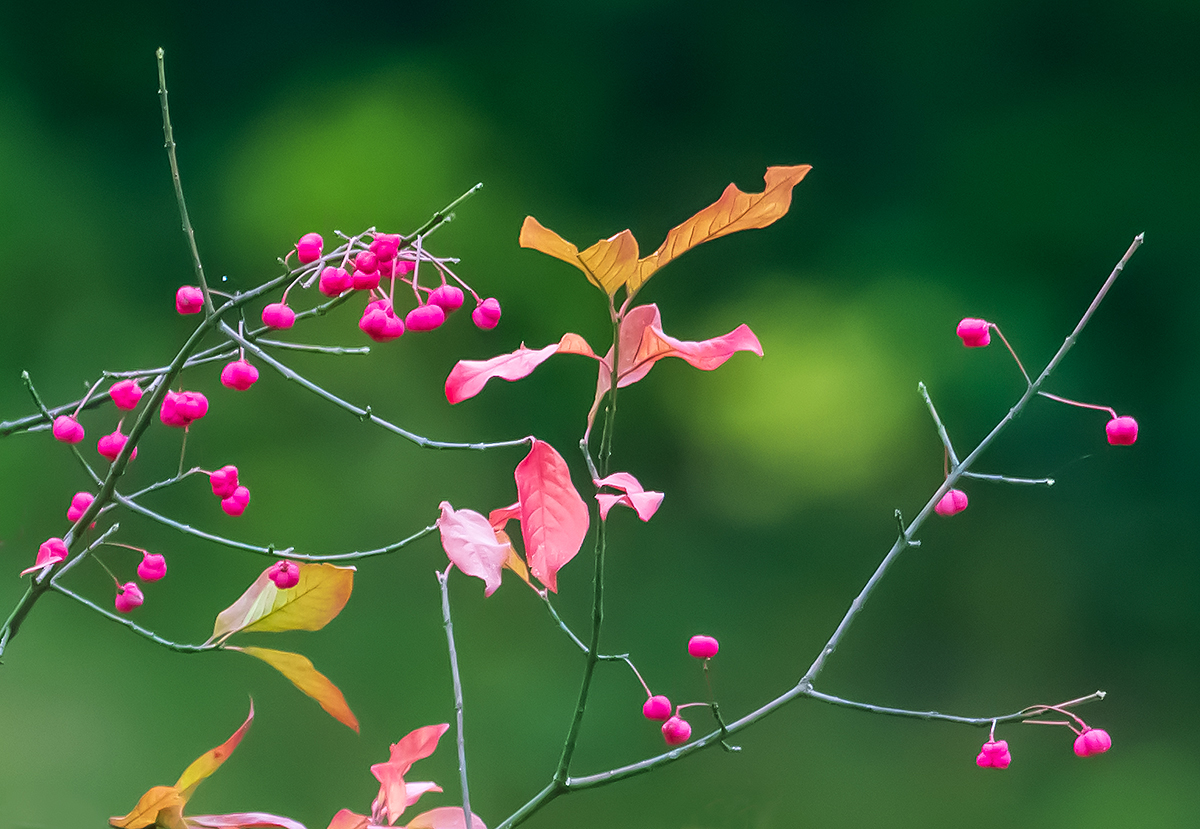 Herbst.jpg