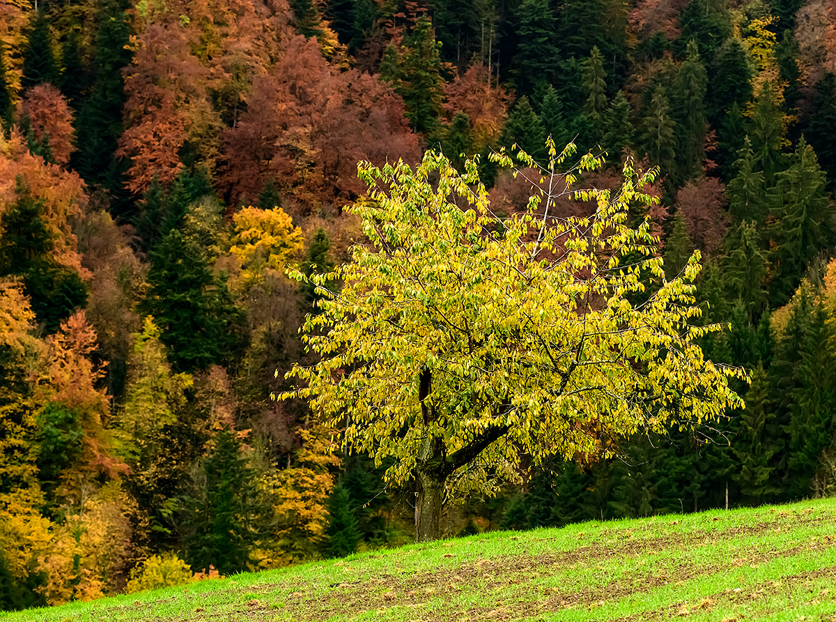 Herbst.jpg