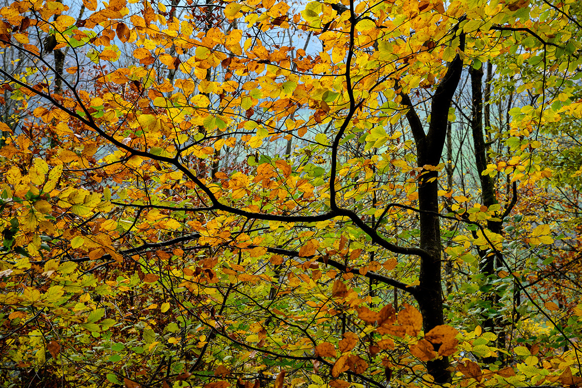 Herbst.jpg