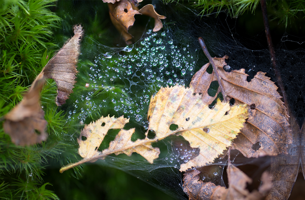 Herbst.jpg