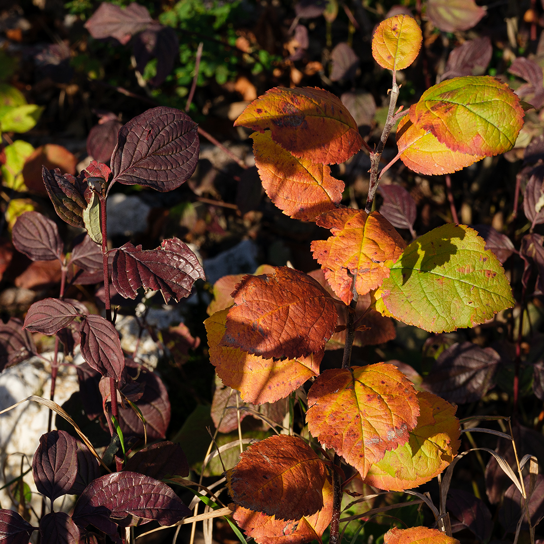 Herbst.jpg